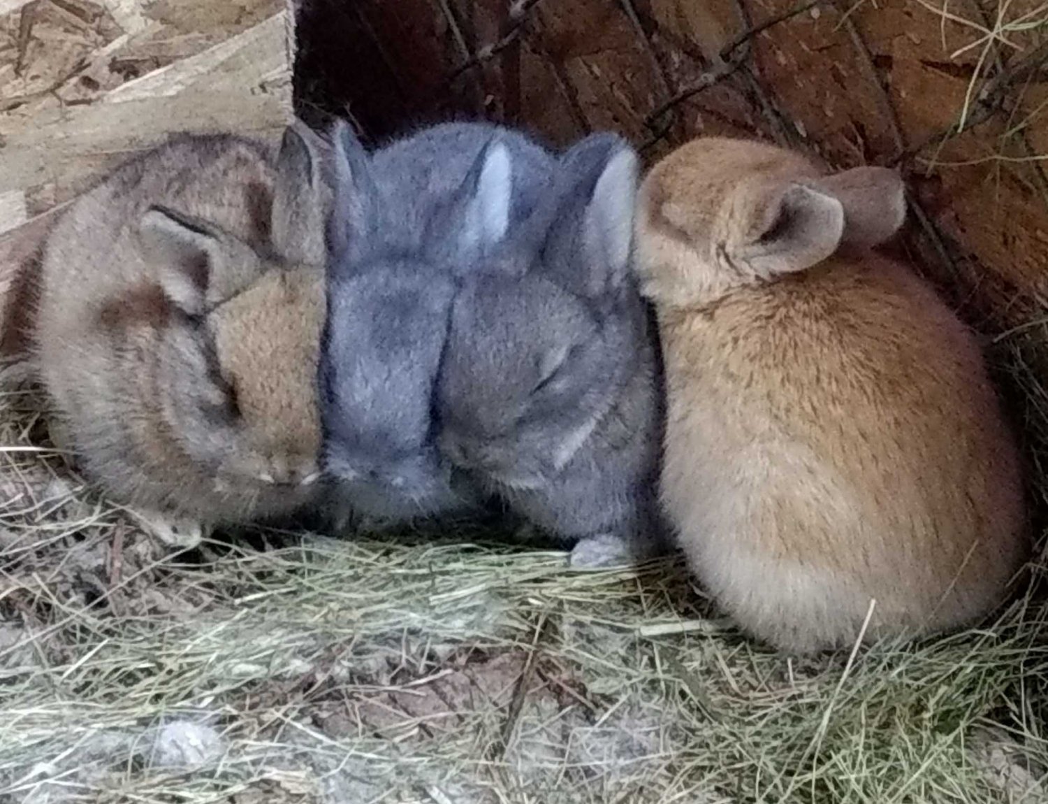 Peanut's Kits-3 weeks old(2)- 3-16-2017.jpg