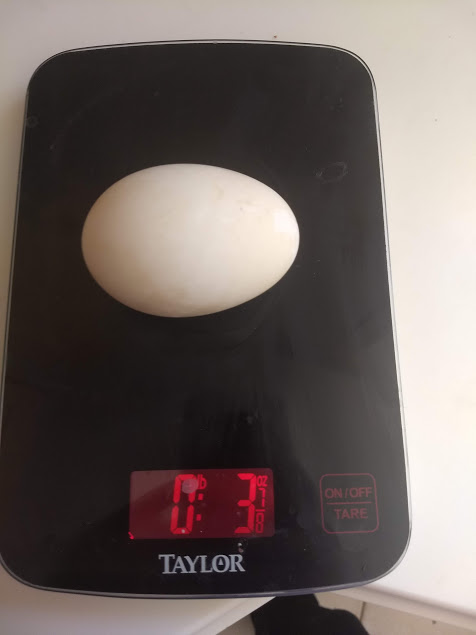 Pekin egg.jpg