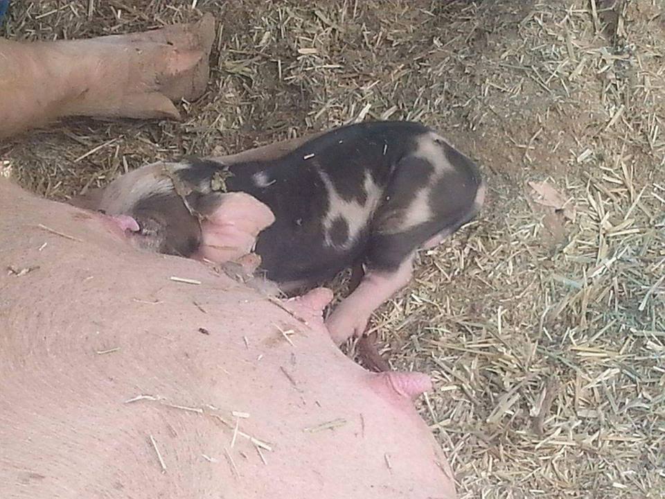 piglet1.jpg