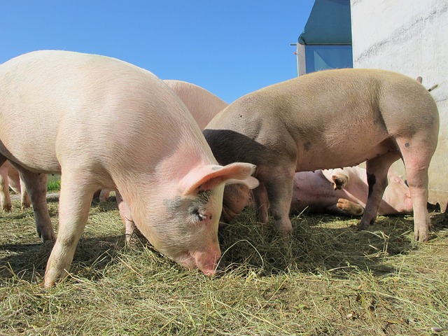 pigs-gc698fa283_640.jpg