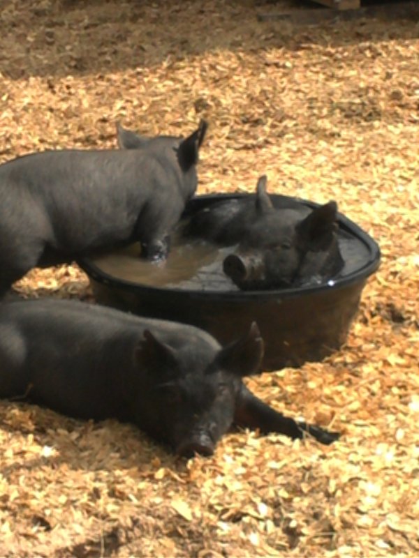 pigs-in-tub-11-4-jpg.12173