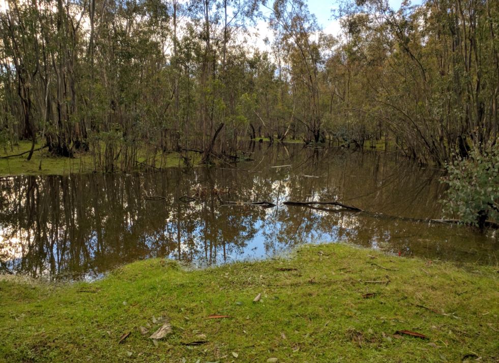 Pond 1.JPG