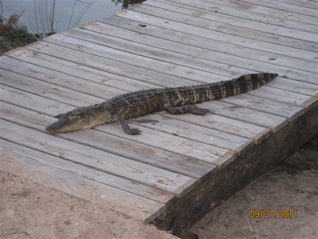 pond_008_gator.jpg