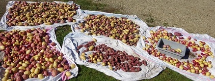 potato  harvested.jpg