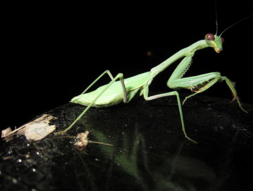 Preying Mantis 5.JPG