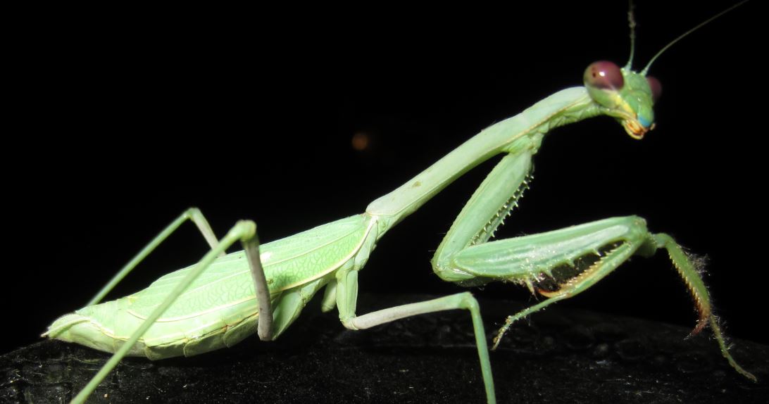 Preying Mantis 7.JPG