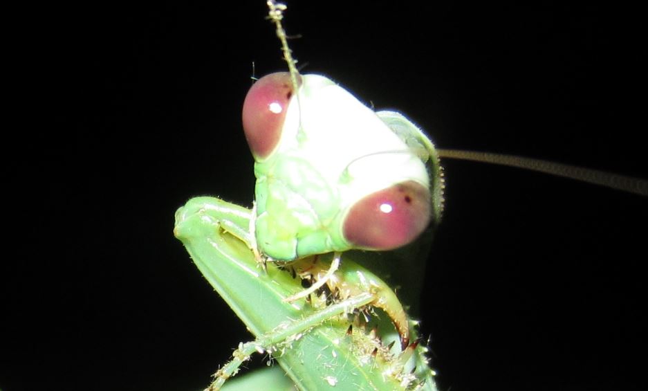 Preying Mantis 8.JPG