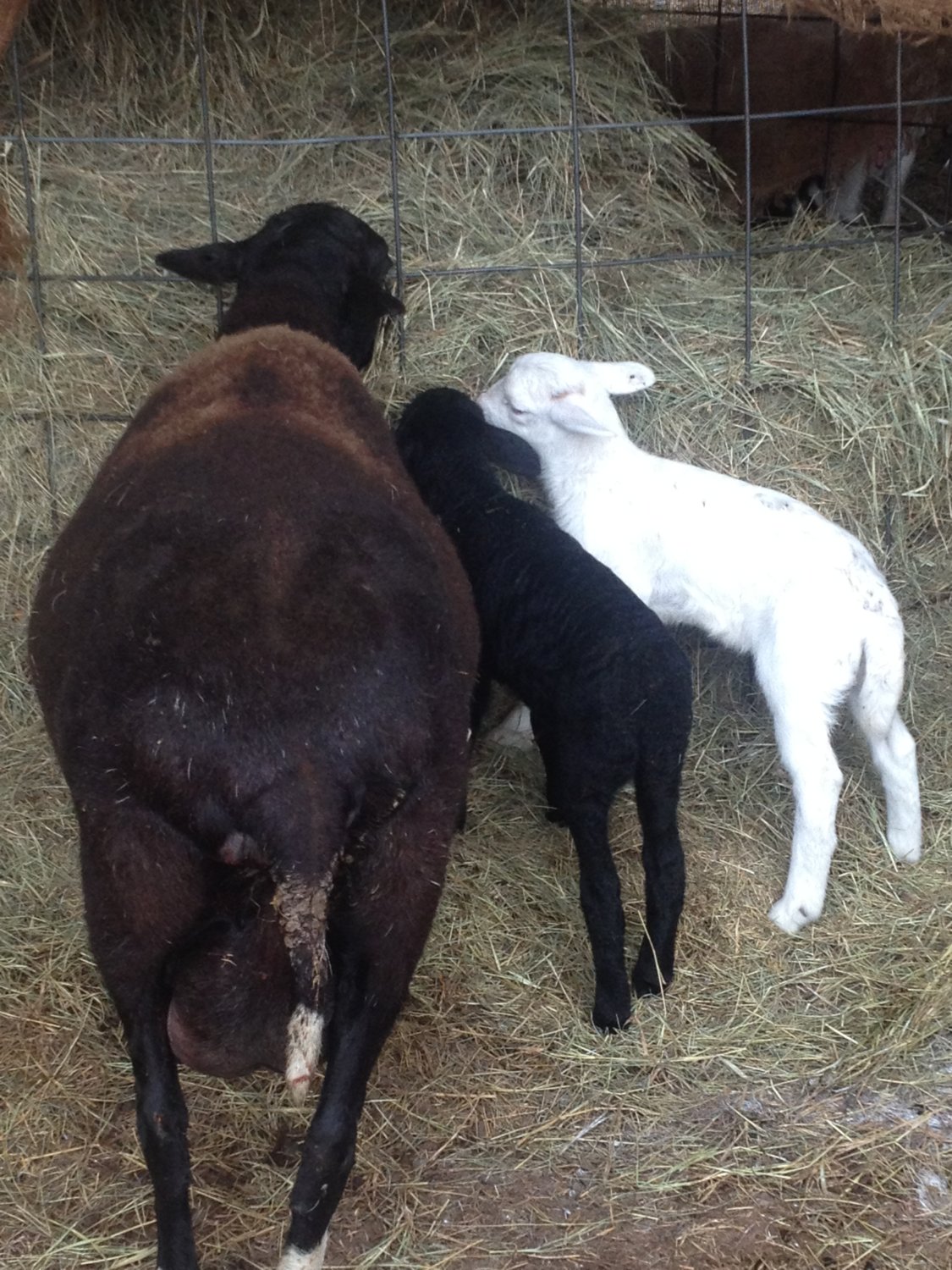 proud Mia and her 2016 twin ewe  lambs.JPG