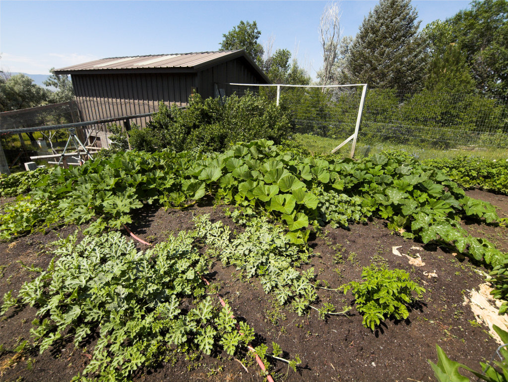 Pumpkin_plants_X7086179_07-08-2021-001.jpg