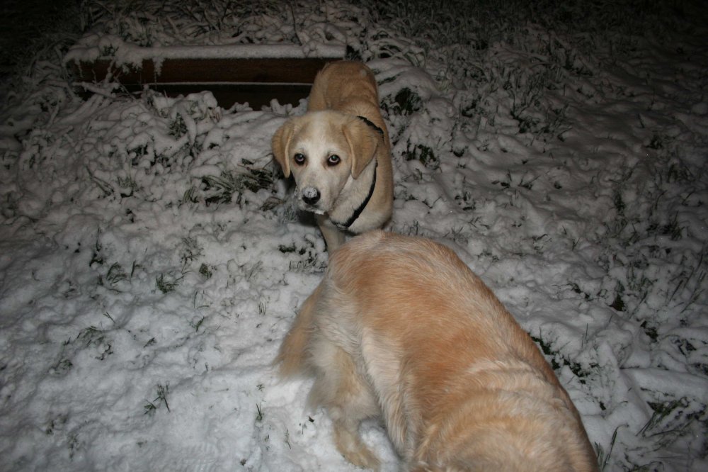 Pup in the snow #1.JPG