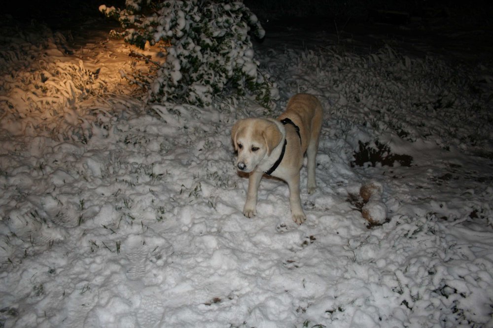 Pup in the snow #2.JPG