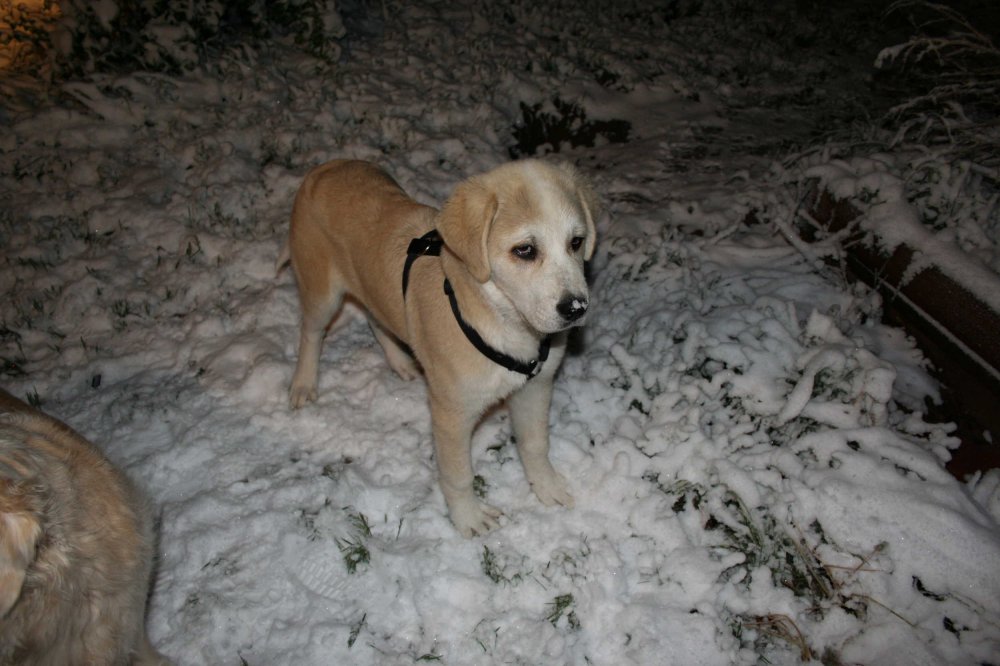 Pup in the snow #4.JPG