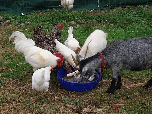 Pygmy Goat with chickens.jpg