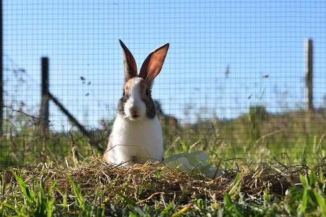 rabbit-7235755_640.jpg