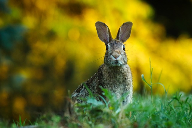 How to Attract Rabbits to Your Backyard