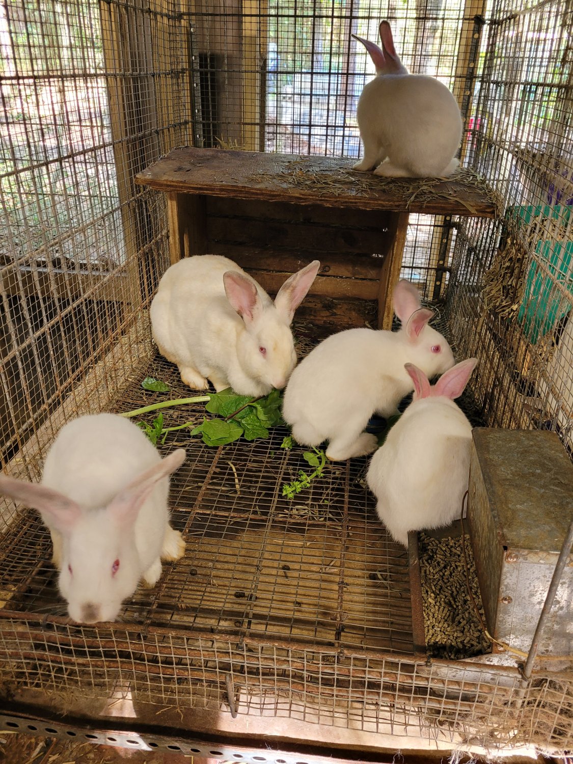 Rabbits 10-2021-C.jpg