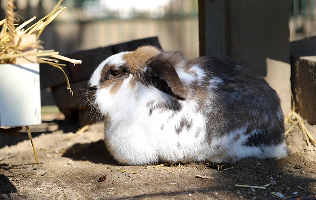 rabbits-9310188_640.jpg