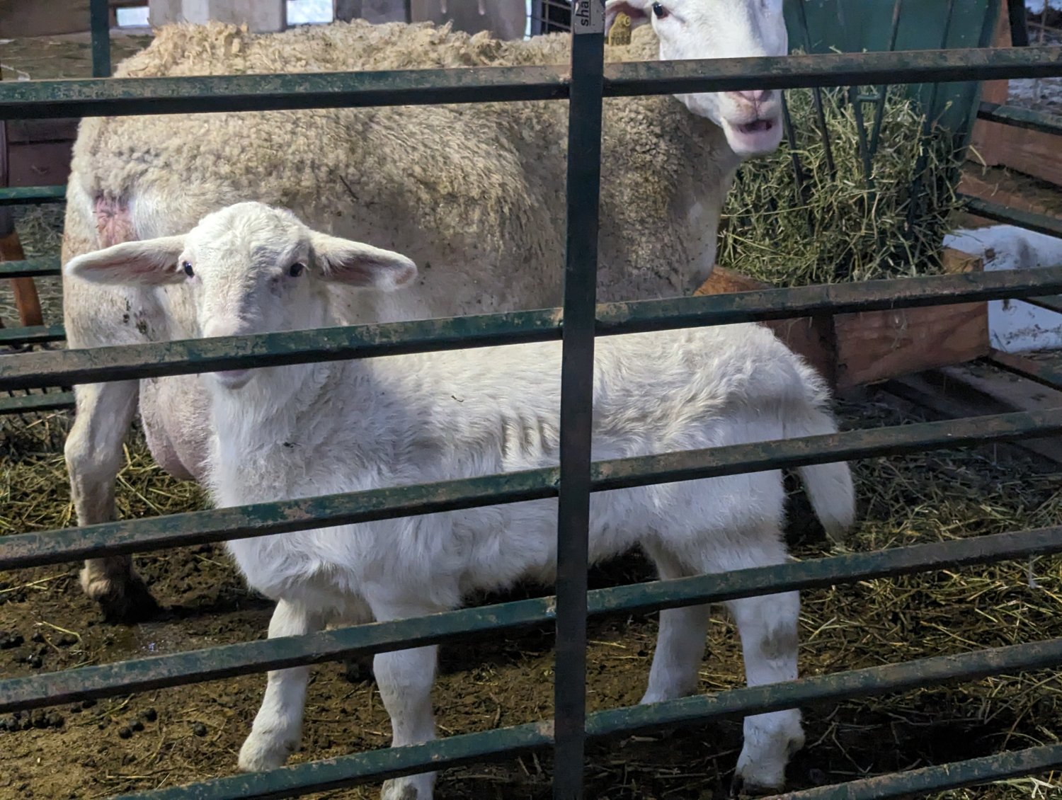 Ram keeper 1.jpg
