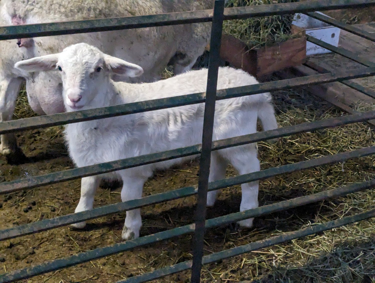 Ram keeper 2.jpg