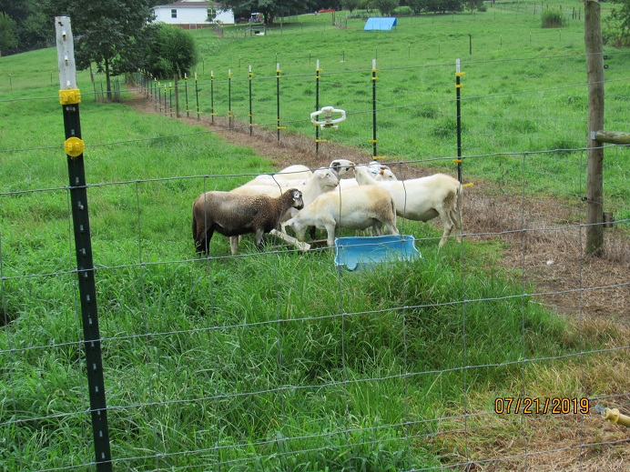 Ram lambs 21 July 2019.JPG