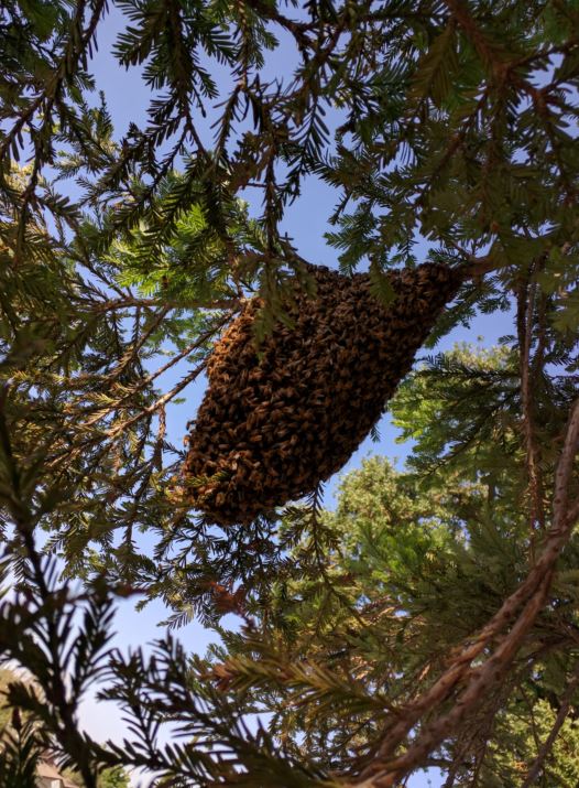 Redwood tree swarm 2017.JPG