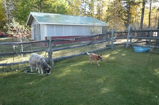 Regis tyed out while barn painted.jpg