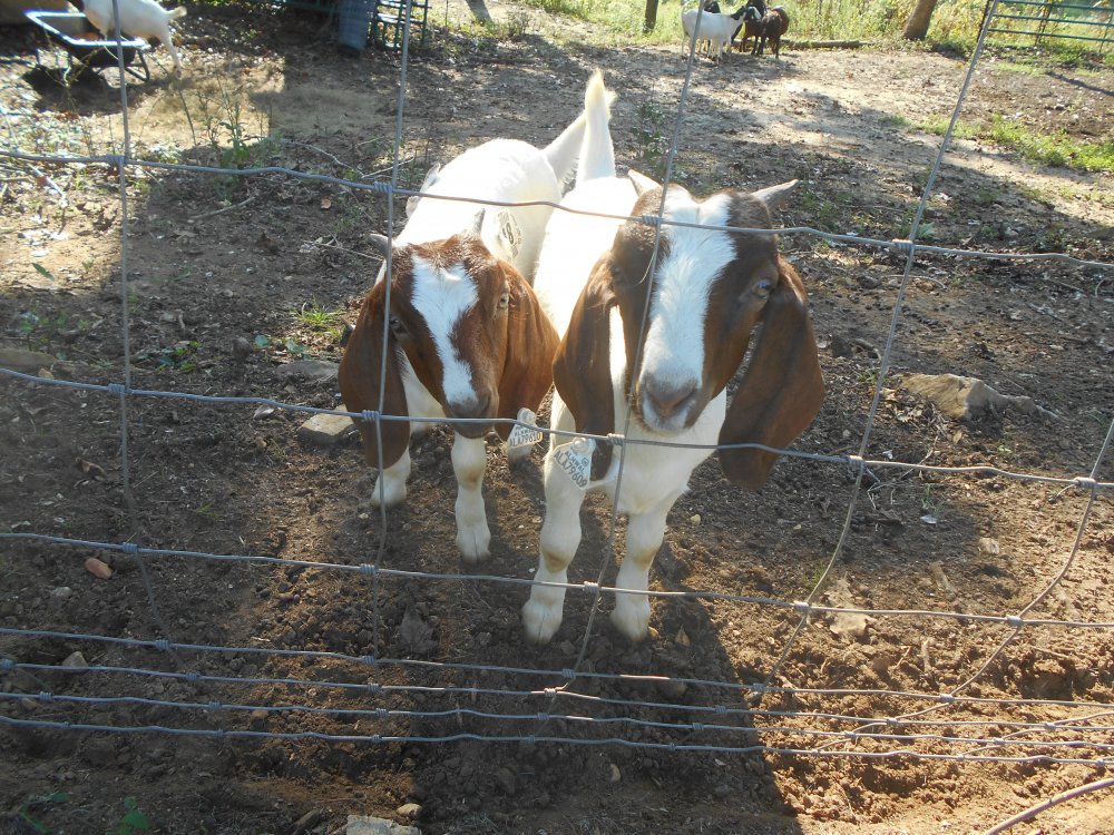 registered boer goats 4 does one buck! 003.JPG