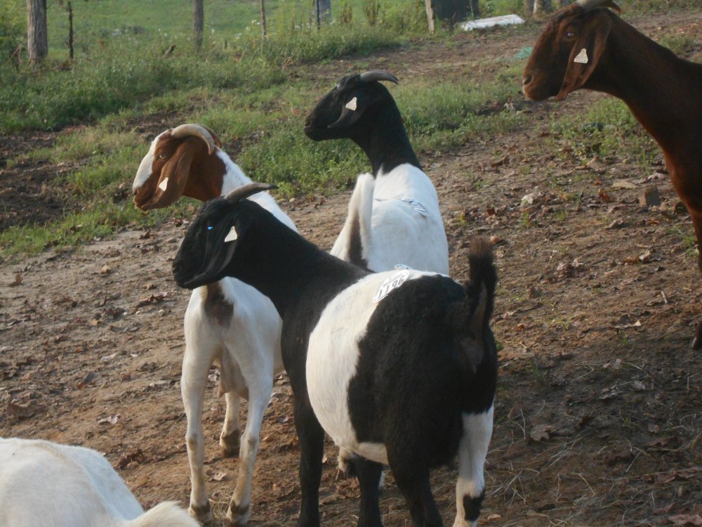 registered boer goats 4 does one buck! 008.JPG