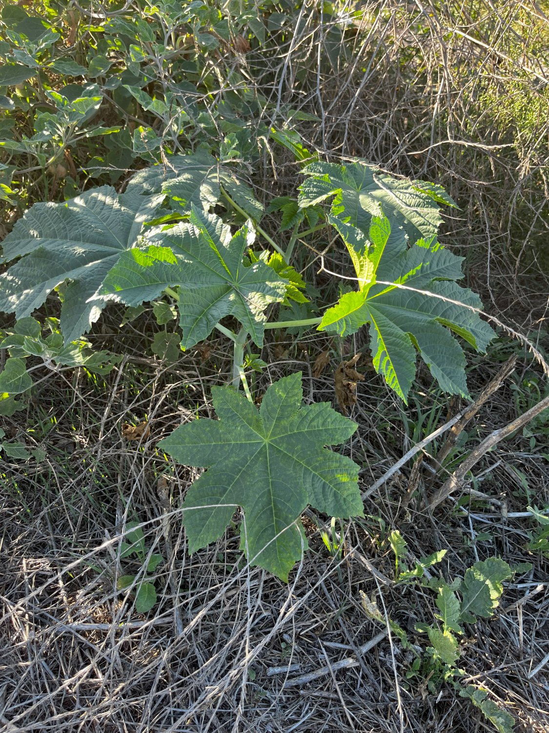 ricinus.jpg