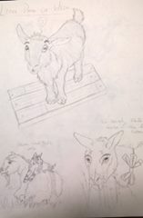 S goat drawing 2.jpg