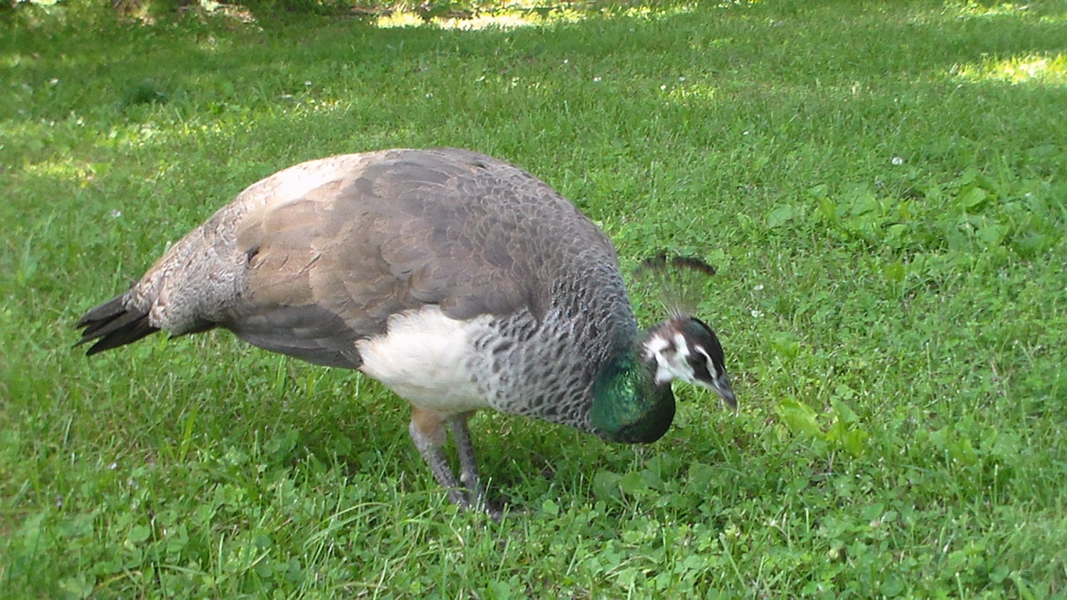 SAM_5382.JPG