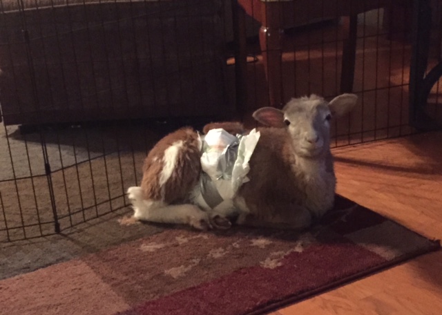 sammy10.jpg