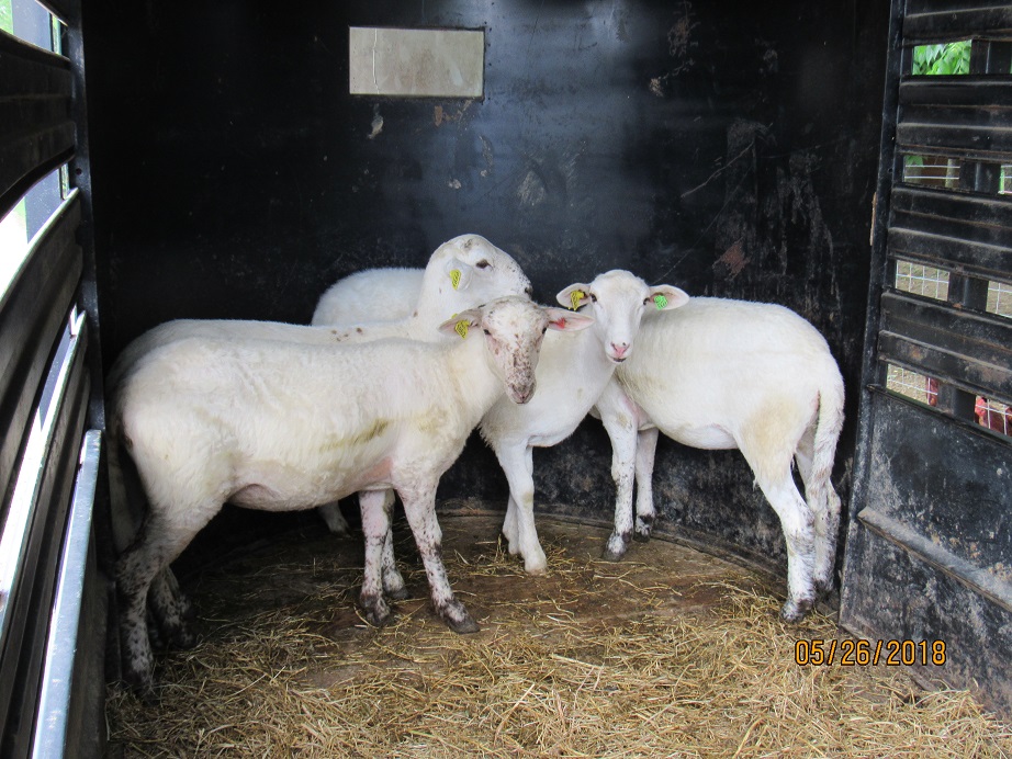 Sand Mt ewe lambs 26 May 2018.JPG