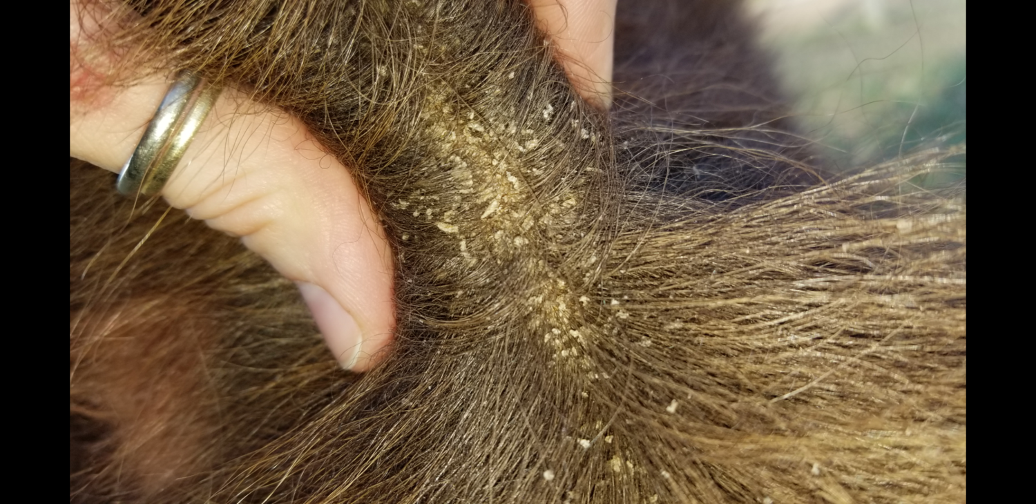 Lice BackYardHerds Goats, Horses, Sheep, Pigs & more