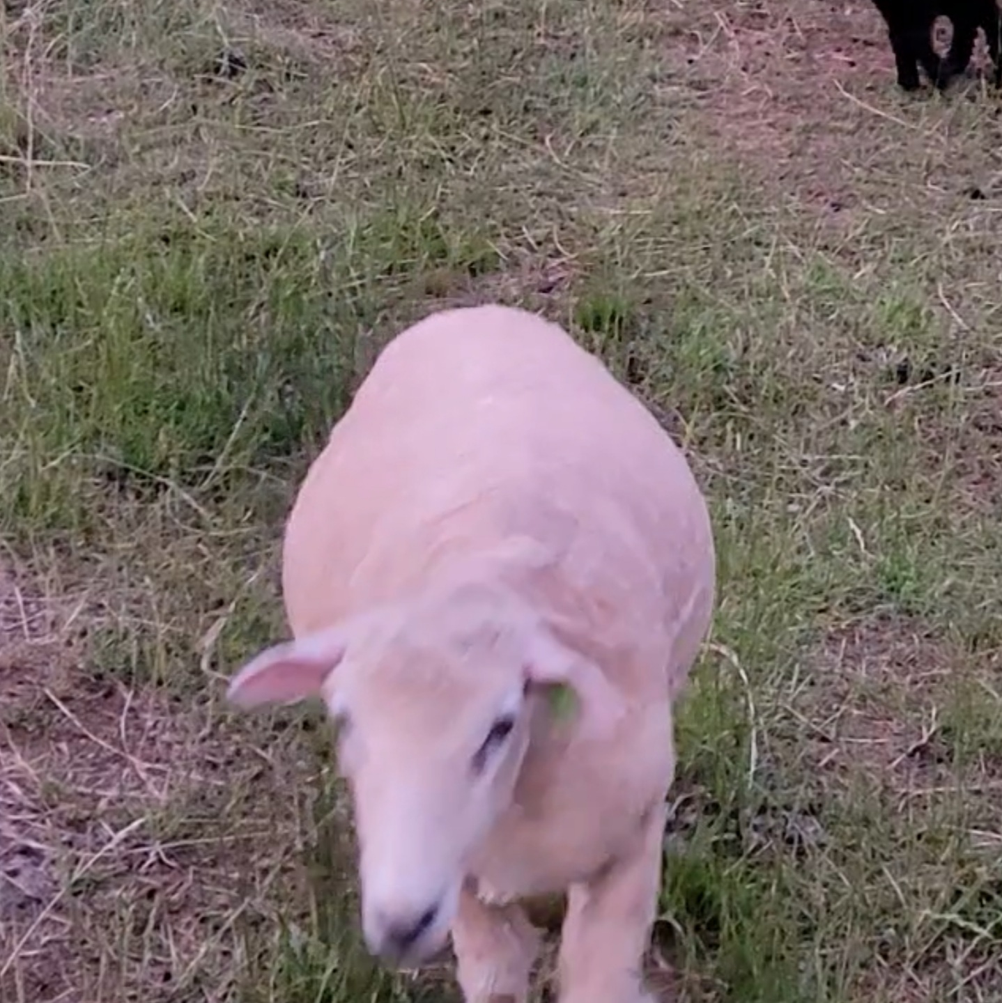 Screenshot_20210528-153004_Video Player.jpg