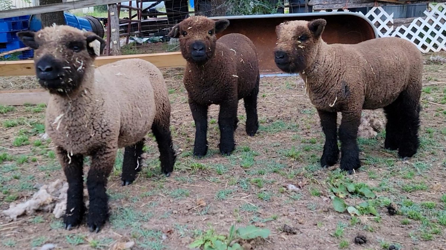 Screenshot_20210607-152058_Video Player.jpg