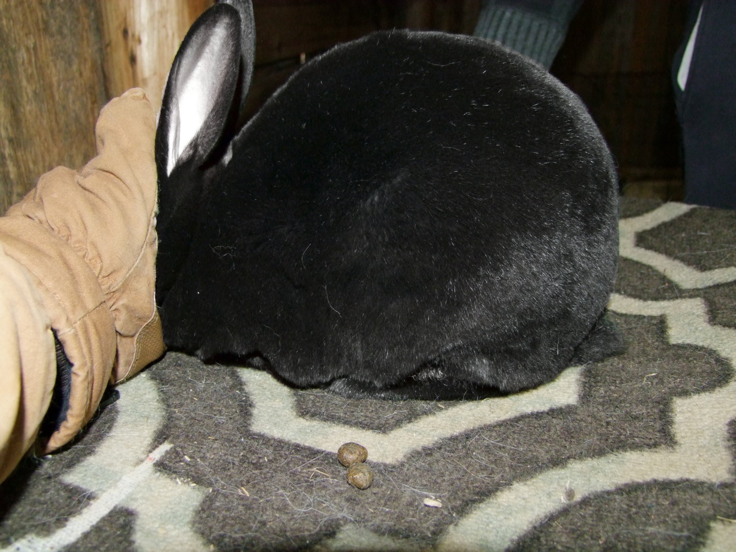 My new Rex Rabbits | BackYardHerds - Goats, Horses, Sheep, Pigs & more