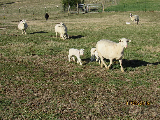 Senior ewes with lambs 25 Jan 2019.JPG