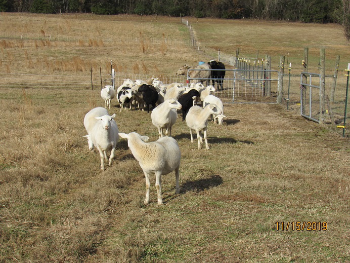 Sheep and dogs 15 Nov 2019.JPG