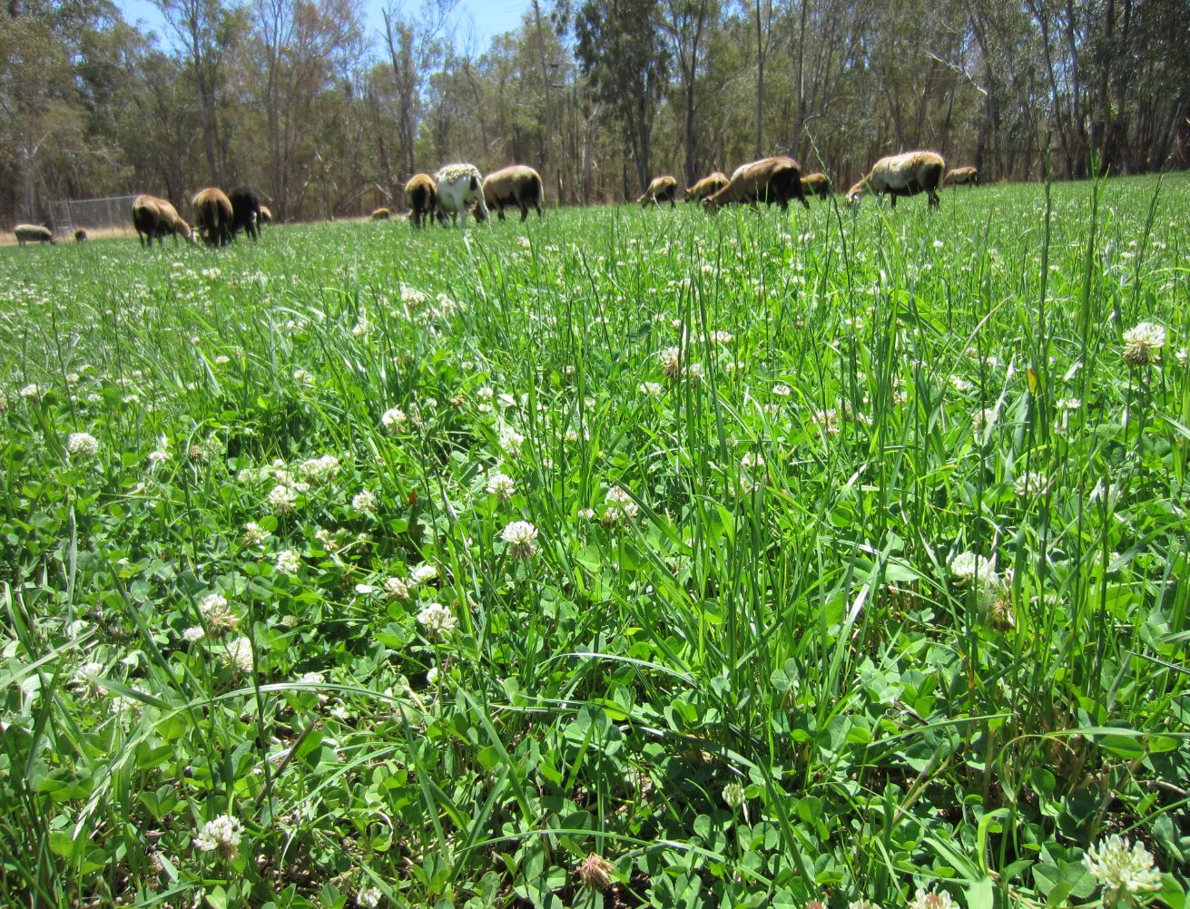 sheep clover 1.JPG