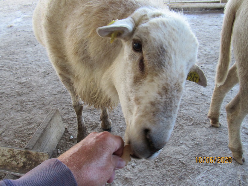 Sheep cooper 6 Oct 2020.JPG