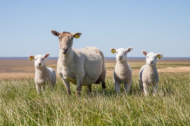 How Long Do Sheep Live How Long Do Sheep Live