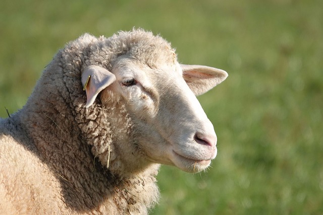 How Long Do Sheep Live