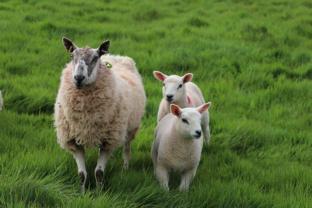 How to Deal with a Prolapse in Sheep