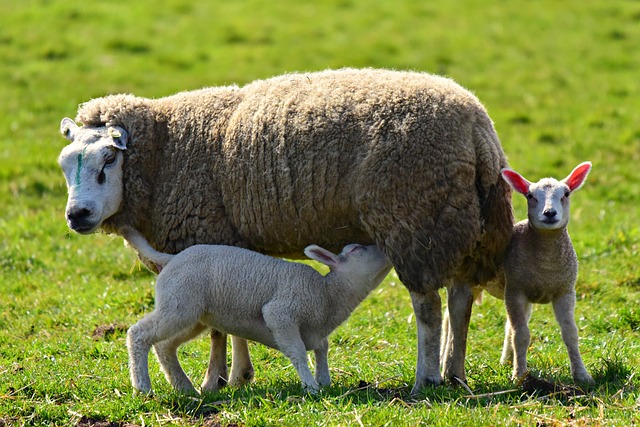 The Best Time to Lamb/Kid