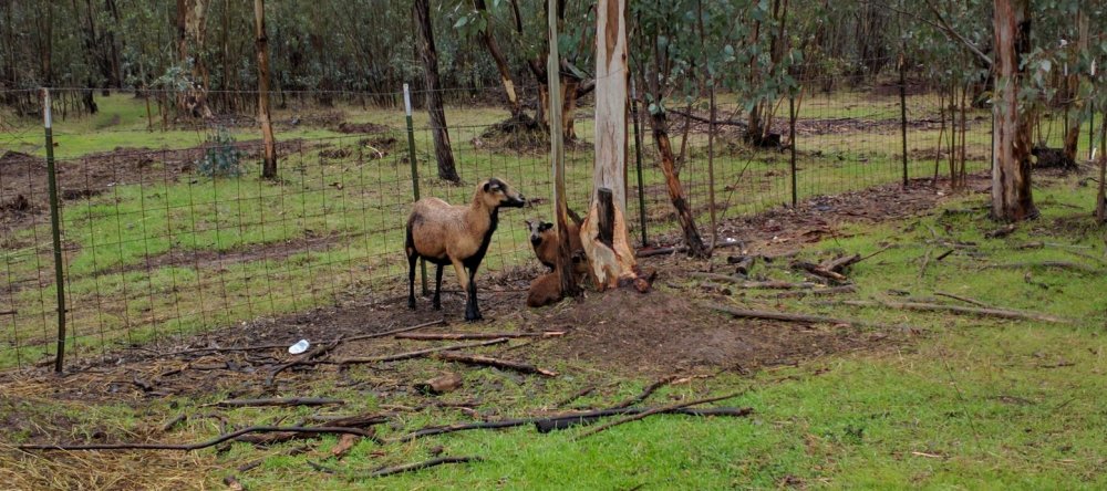 Sheep in rain 1.JPG