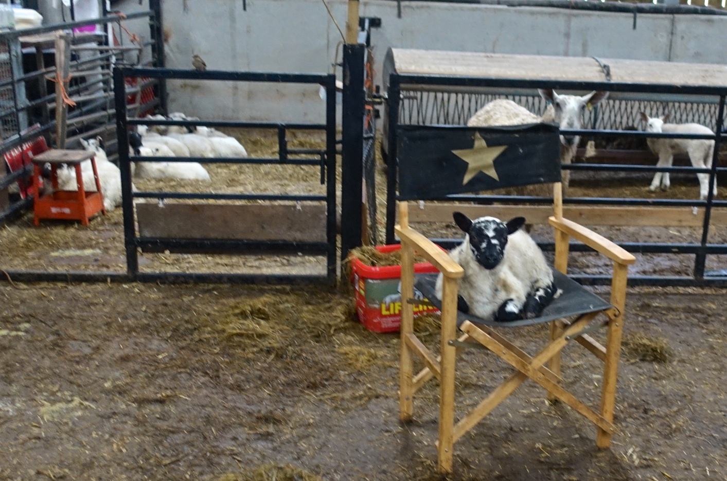 sheep in shed (1).jpg