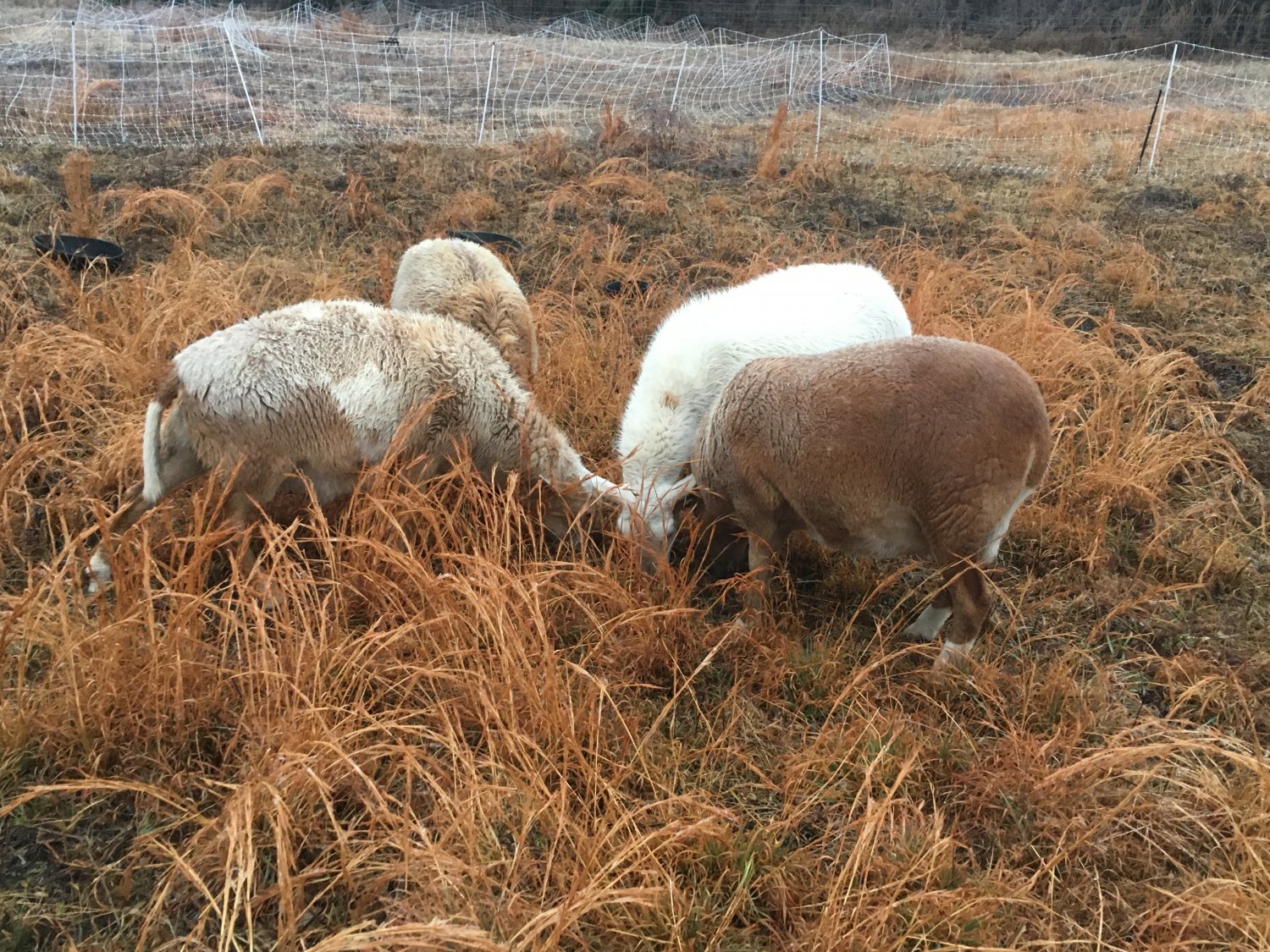 Sheep in the icy grass.JPG