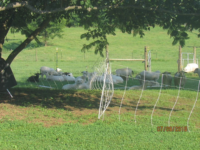 Sheep lounging 9 July 2018.JPG