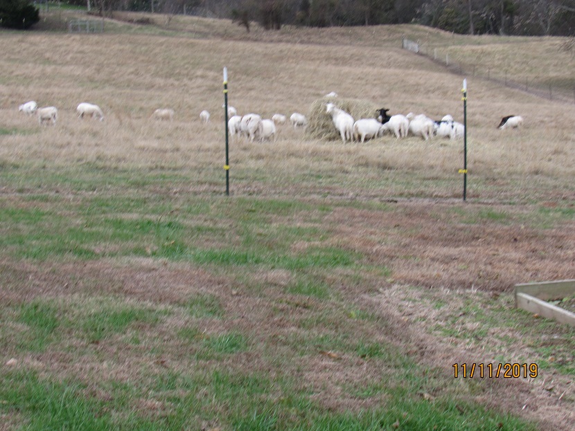 Sheep on hay 11 Nov 2019.JPG